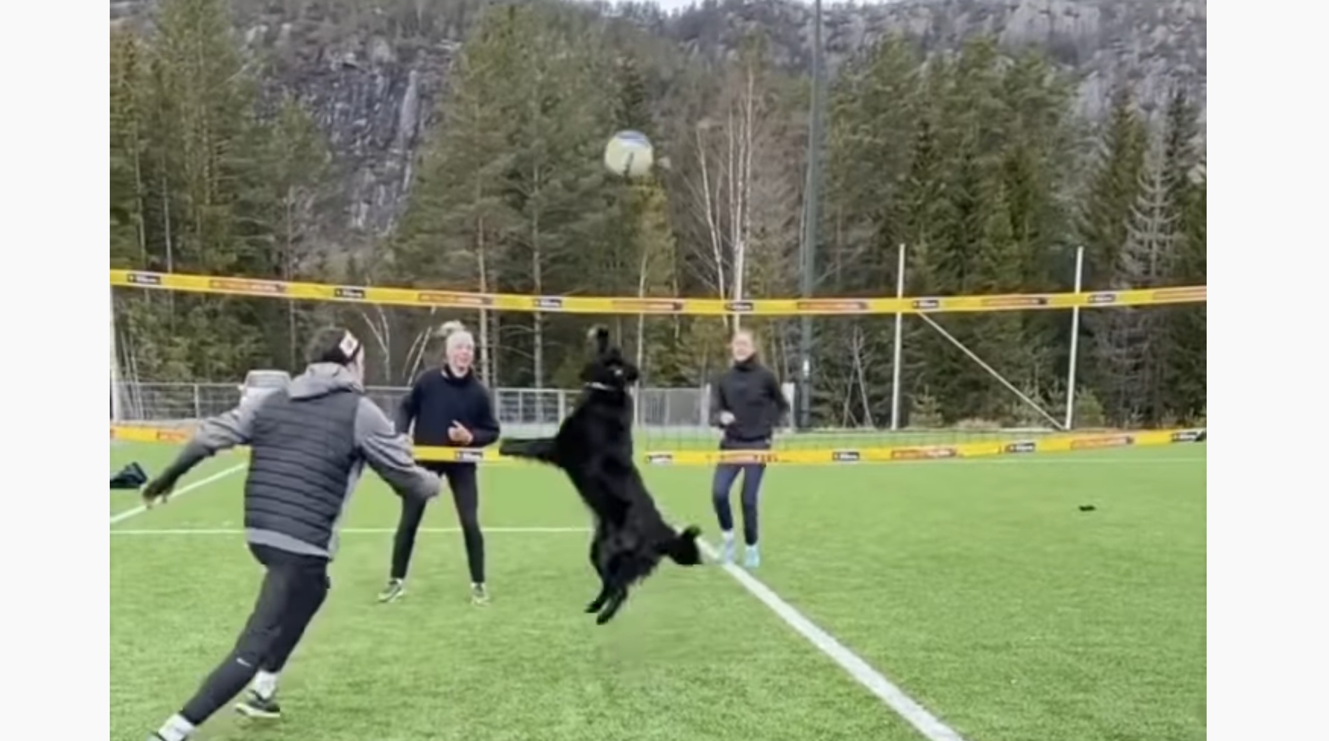Klara The Dog Plays Volleyball