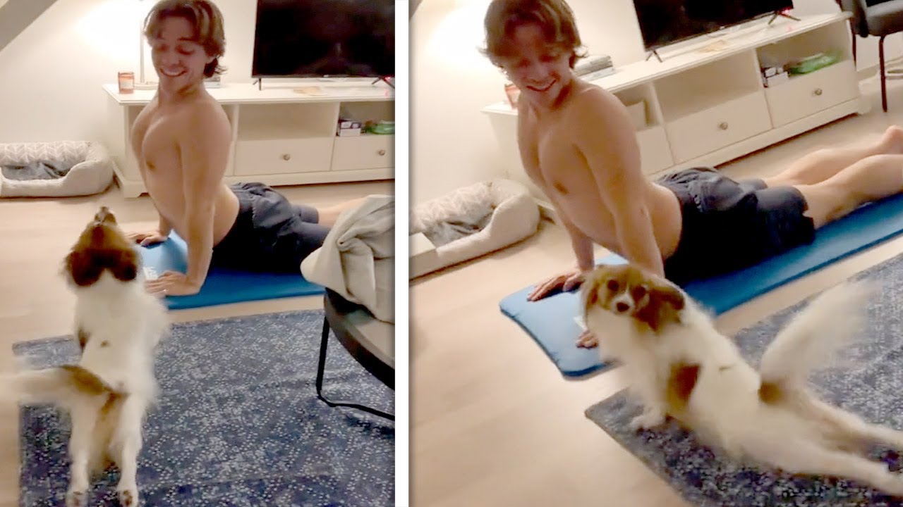 Cute Dog Mimics Man Doing Yoga