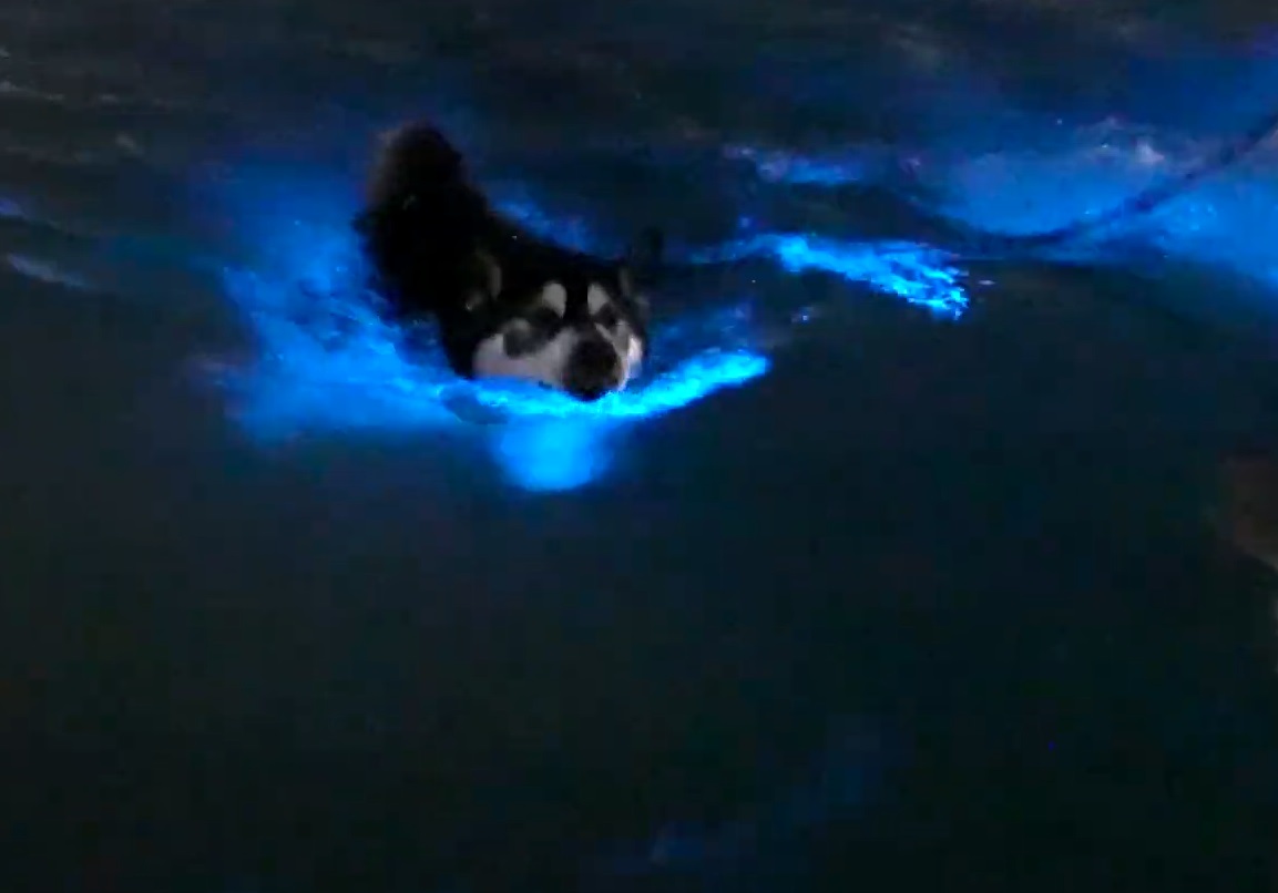 Husky Swims In Bioluminescent Water
