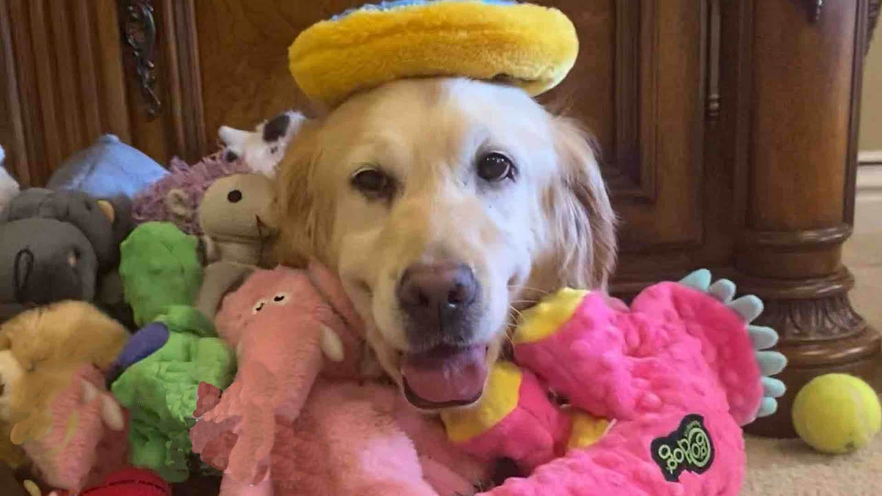 Scared Golden Retriever rescued from puppy mill becomes a dog full of joy and excitement
