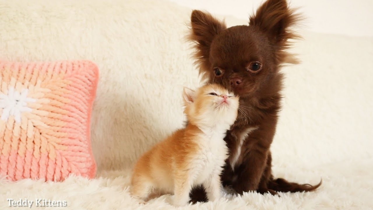 Dog And Kitten Become Friends