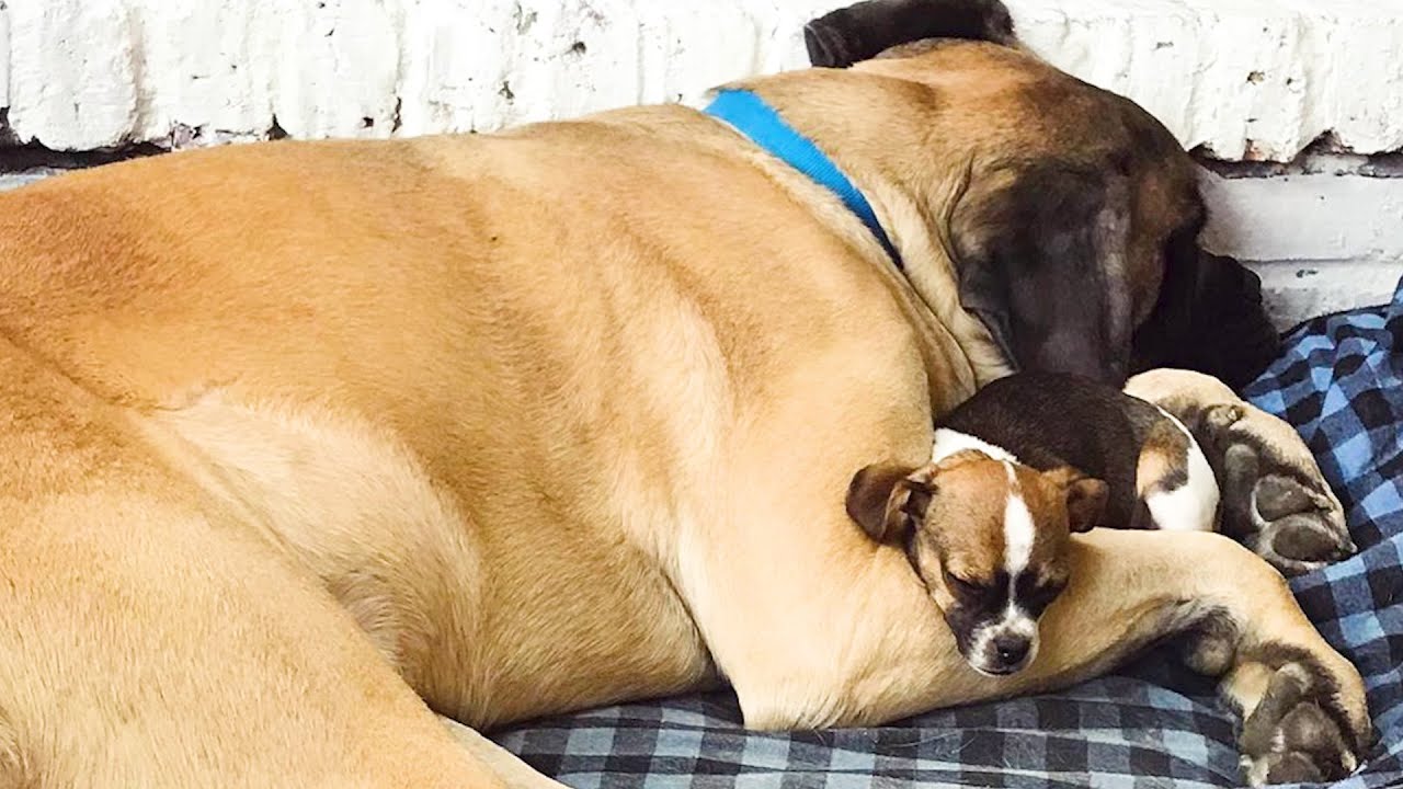 Huge Mastiff falls in love with his new Chihuahua sister