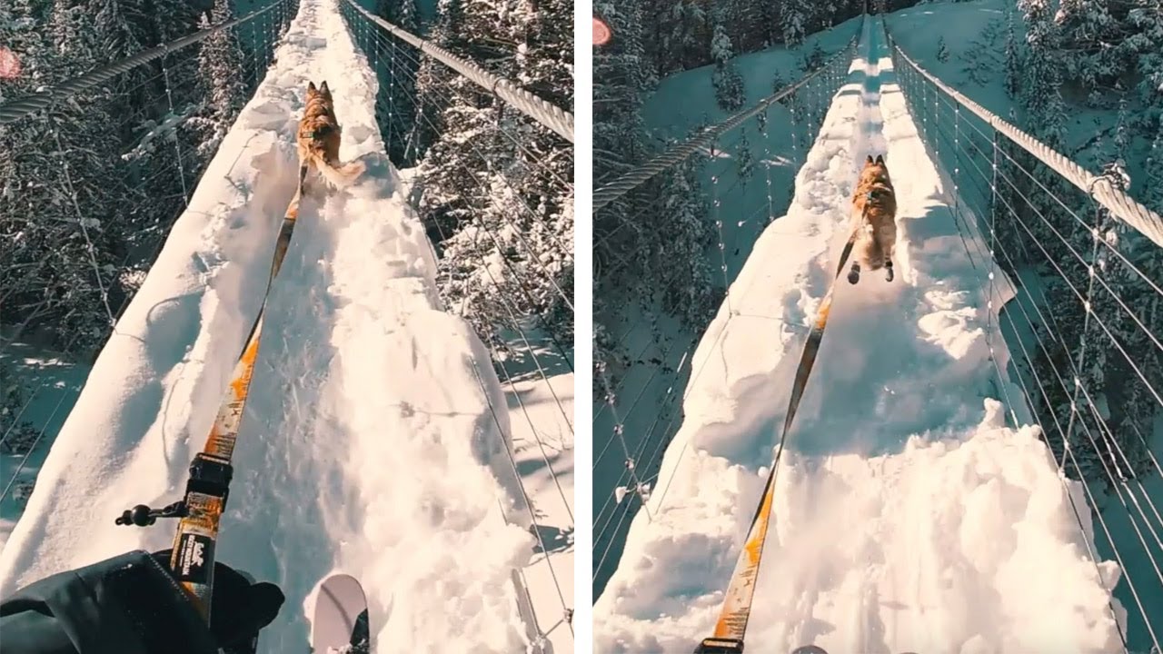 Dog Pulls Over Snow Covered Bridge