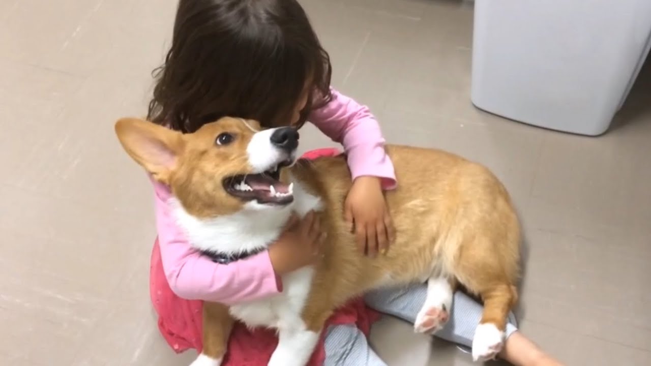 Cute Moment Dog Tries To Stop Little Girl's Tantrum