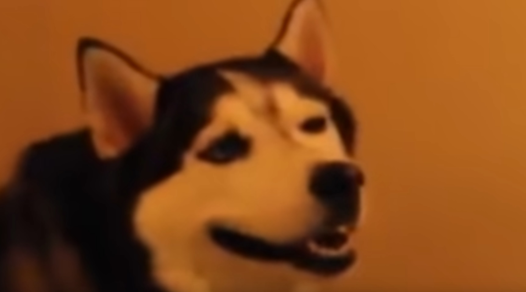 Funny Husky Sneezing - Videos - Dogeislife at Dogeislife