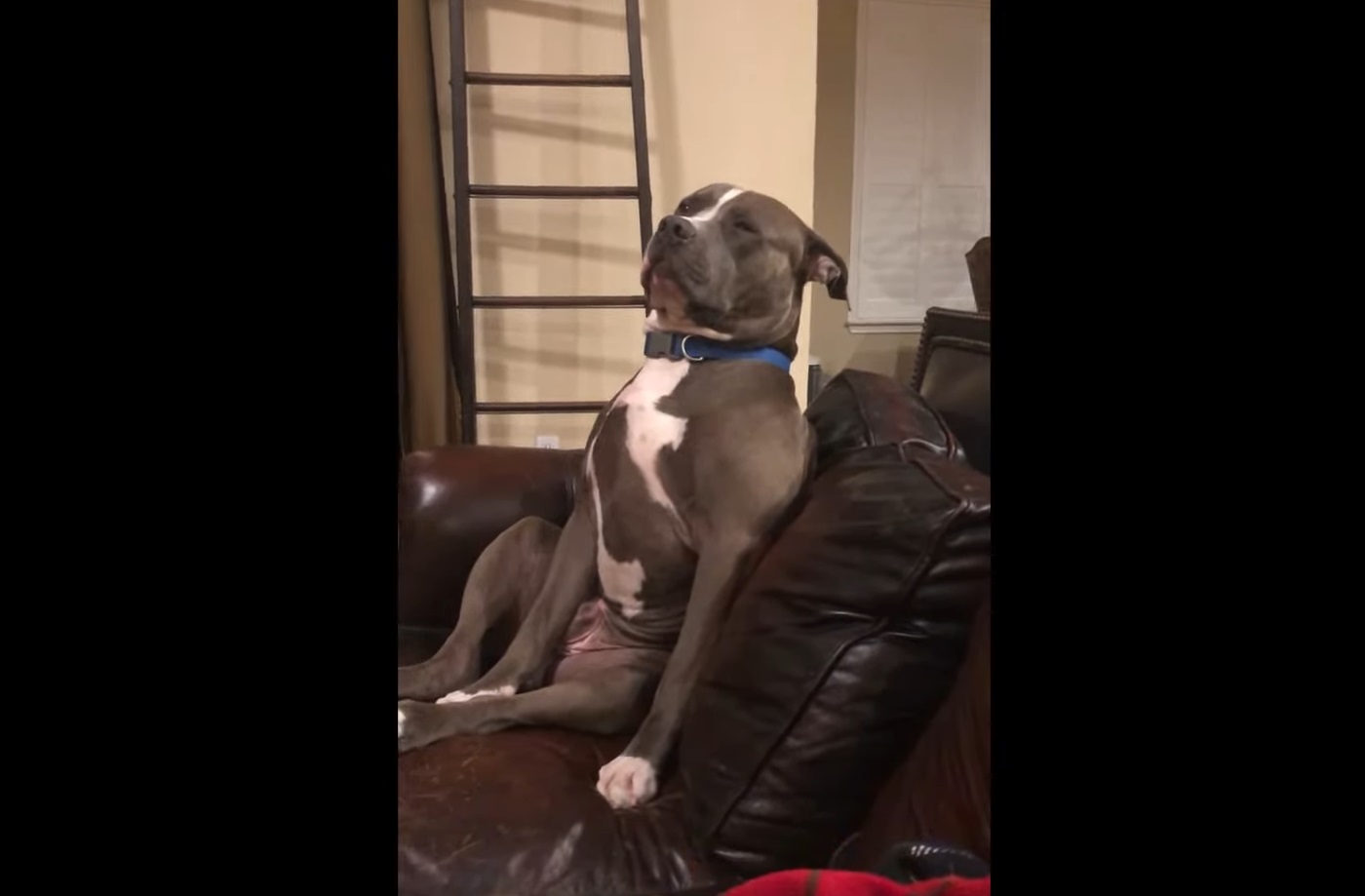 Exhausted Pit Bull Struggling To Stay Awake