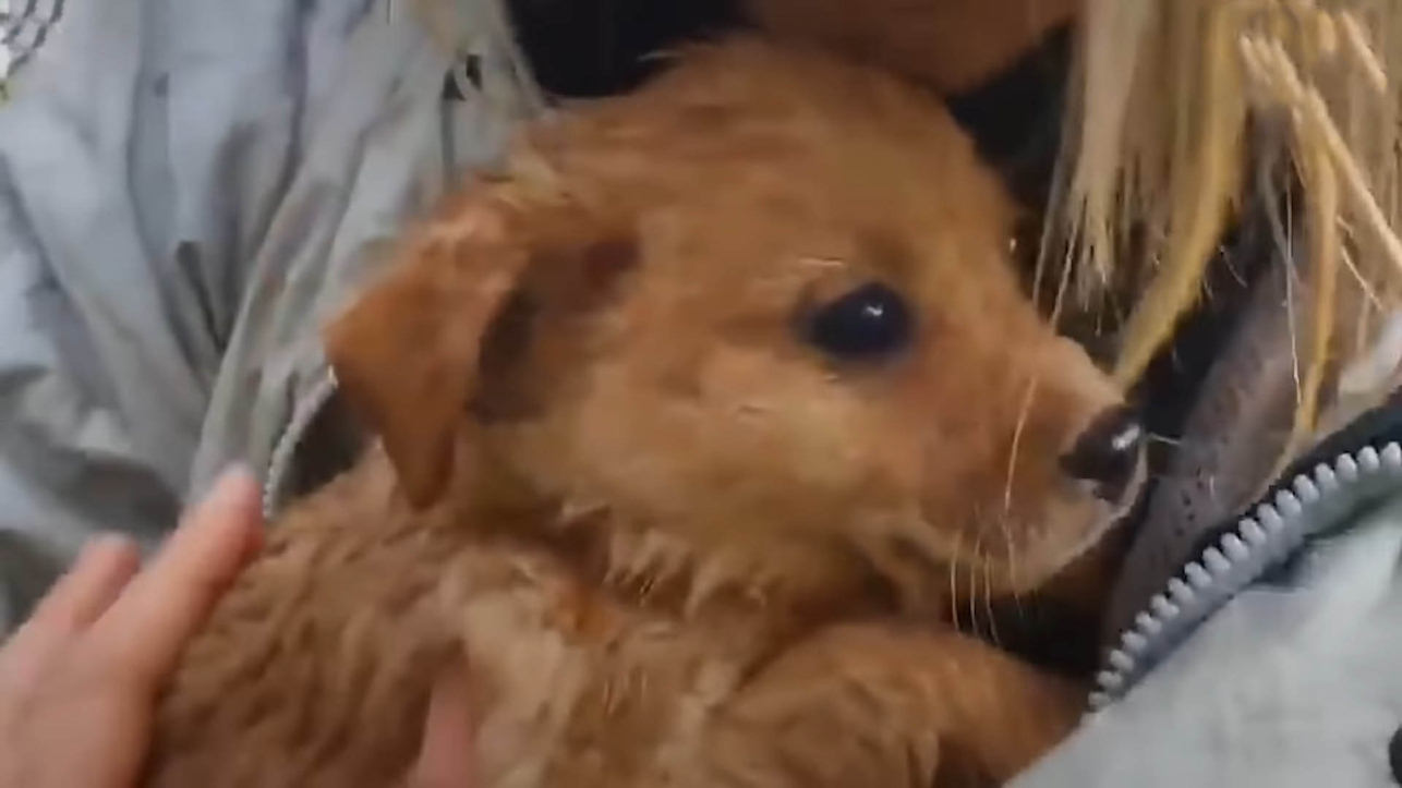 Scared puppies abandoned on the side of a road get rescued