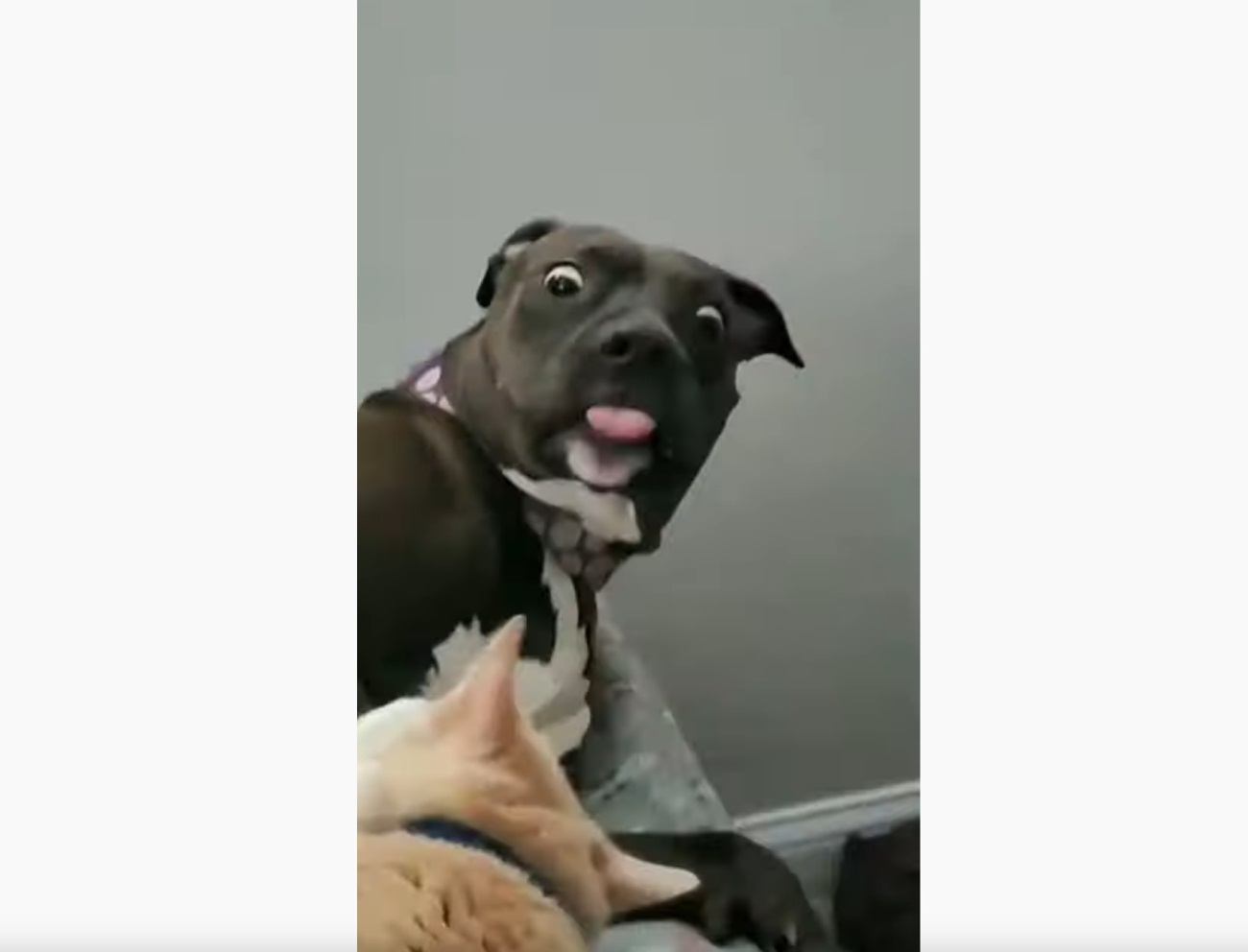 Dog Has Hilarious Reaction To Cat Slap