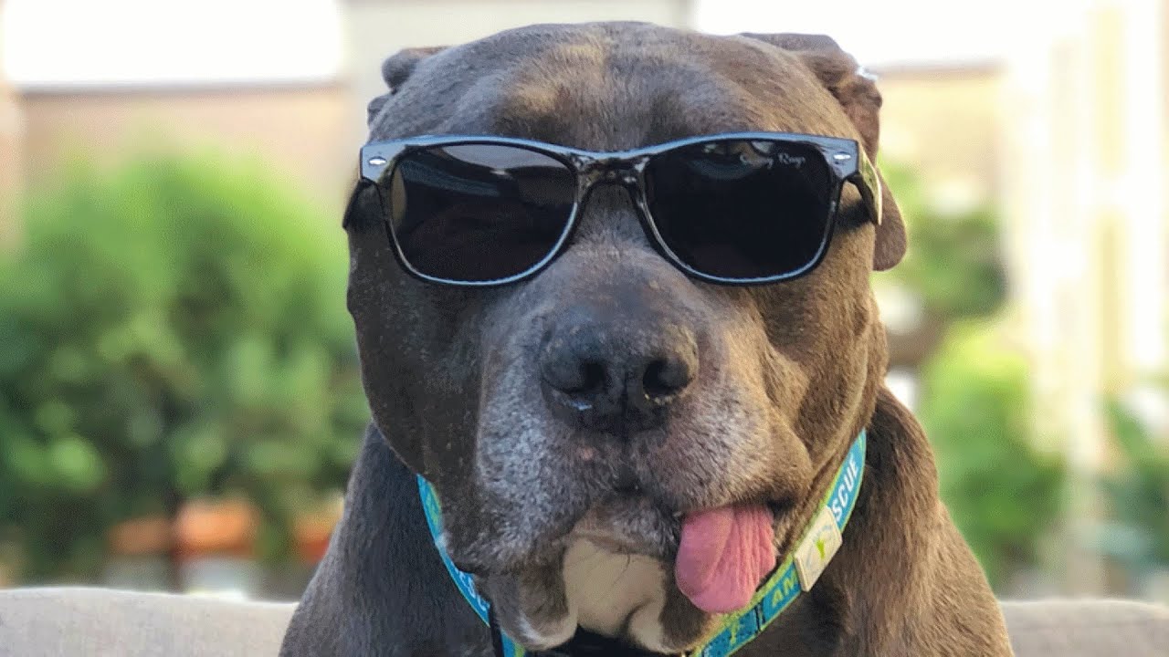 This Senior Dog Is A Beautiful Blend Of Cute And Smart