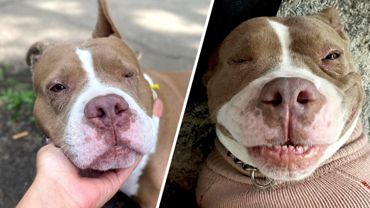 This Dog Was Chained Outside For Years.. Then Found A Loving Family