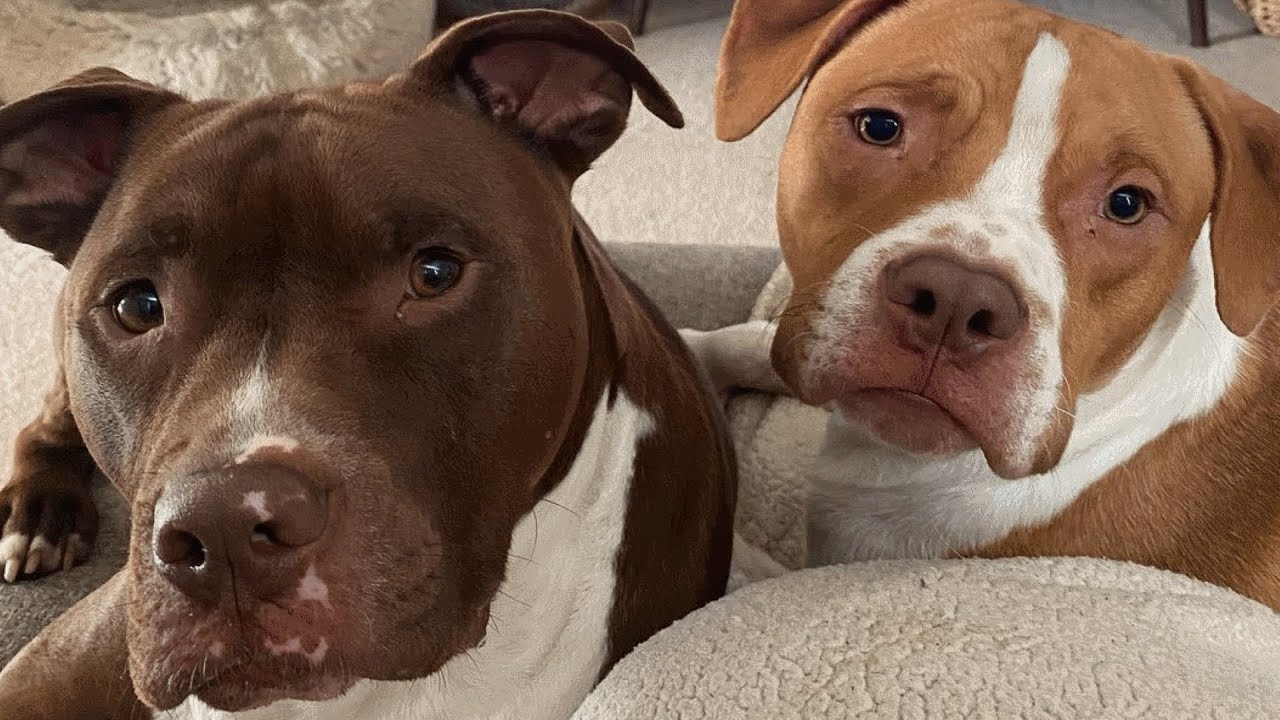 Couple Adops Two Shelter Dogs And Now They Are Like Their Sons