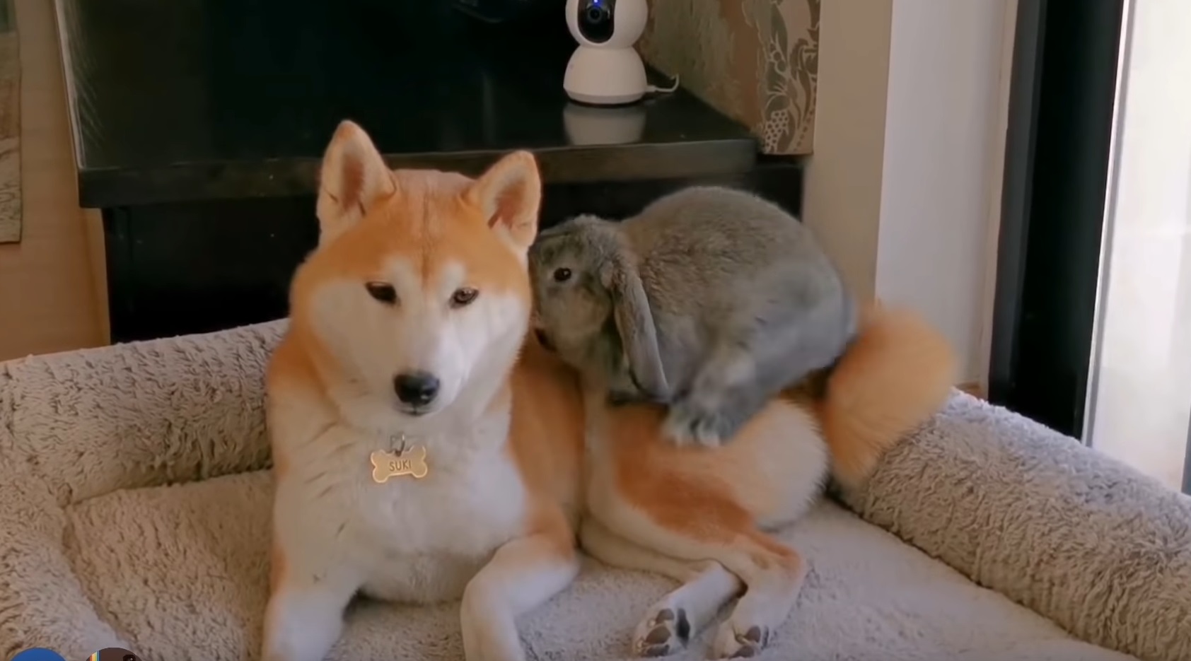 Shiba Inu And Bunny