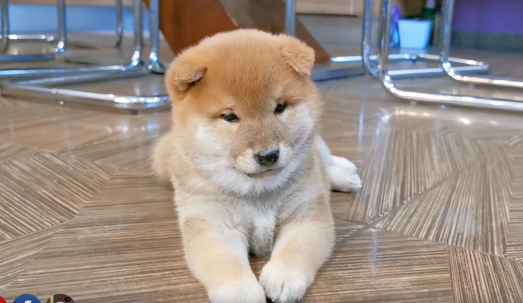 Cute Fluffy Doge