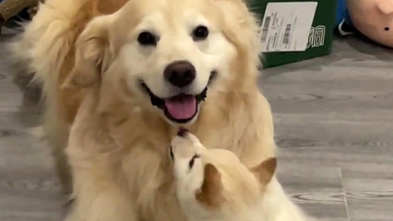 Goldie Gets A Playful Puppy Friend